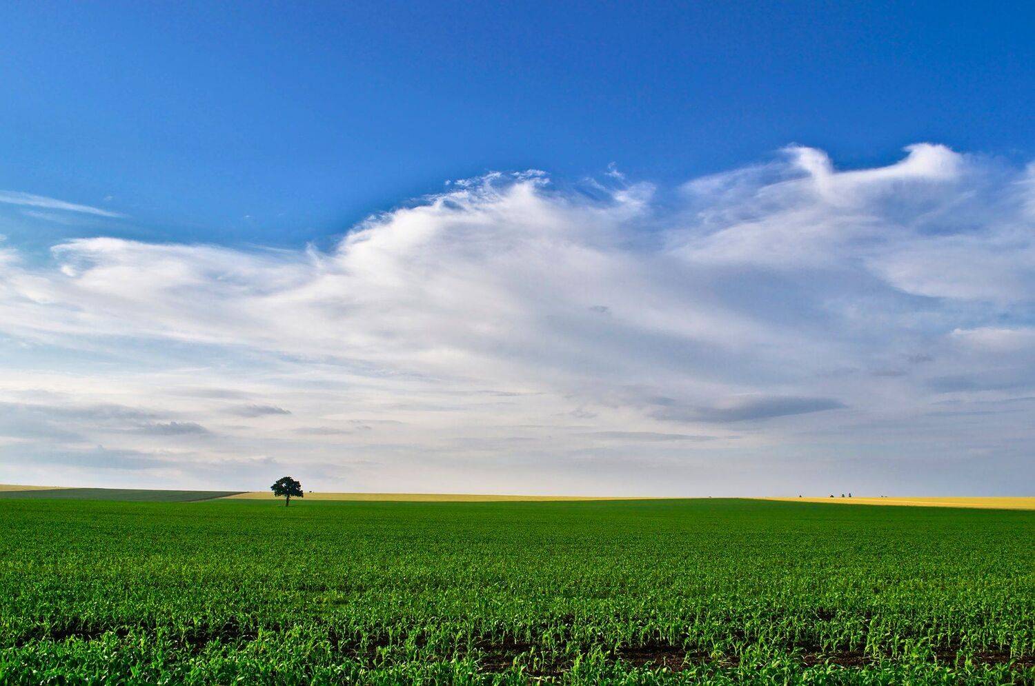 , Мартин Костадинов