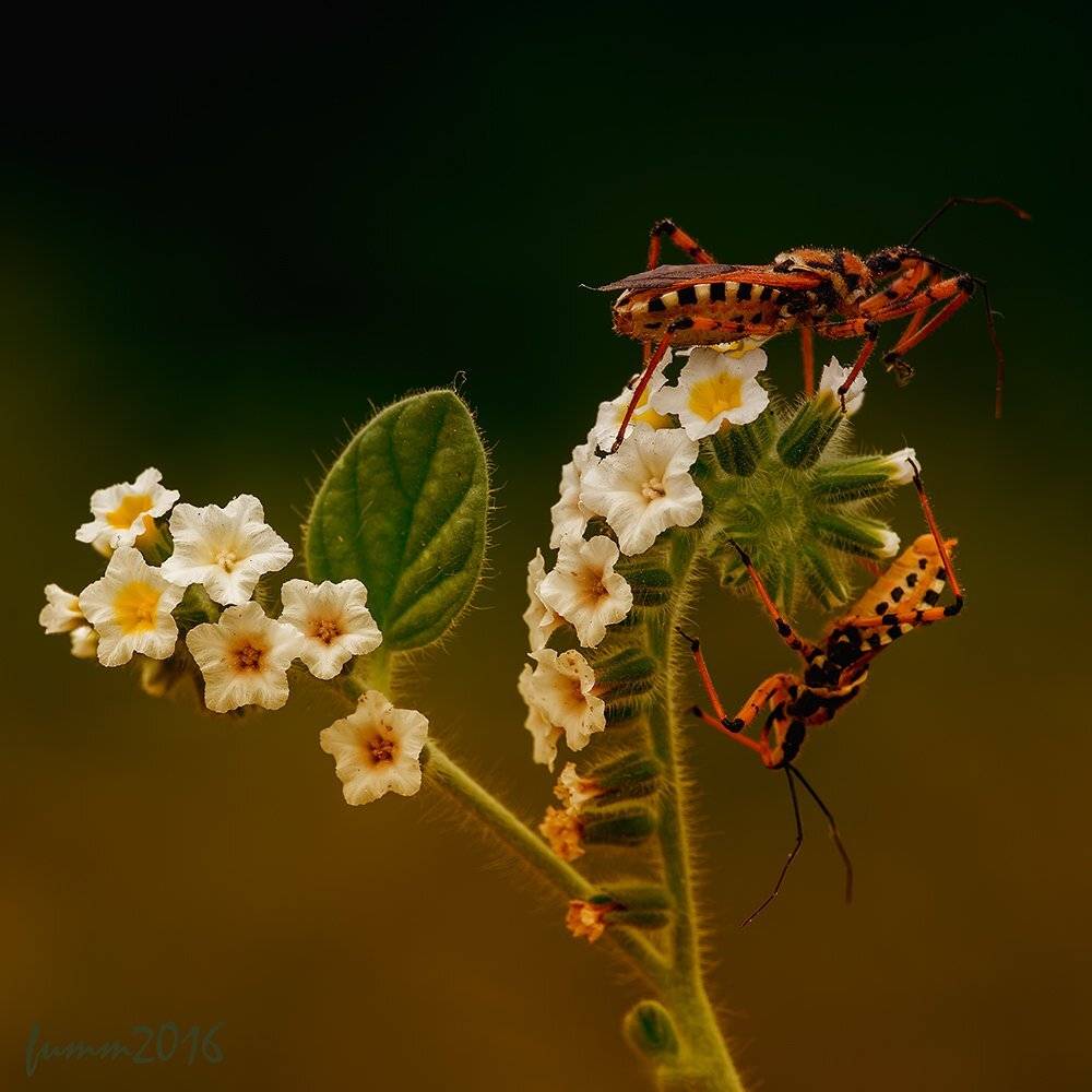 , Игорь ФУММ