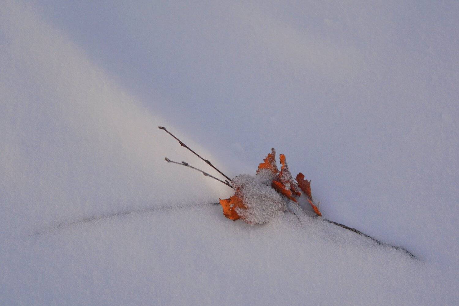 , Марина Никулина