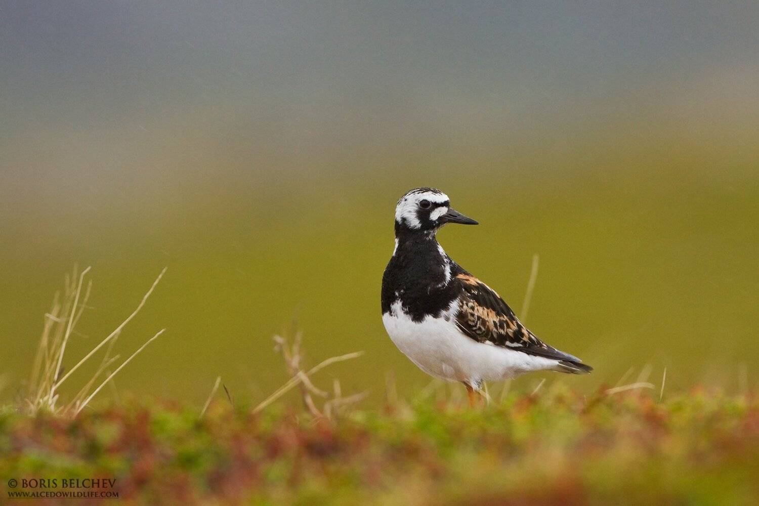 , Борис Белчев