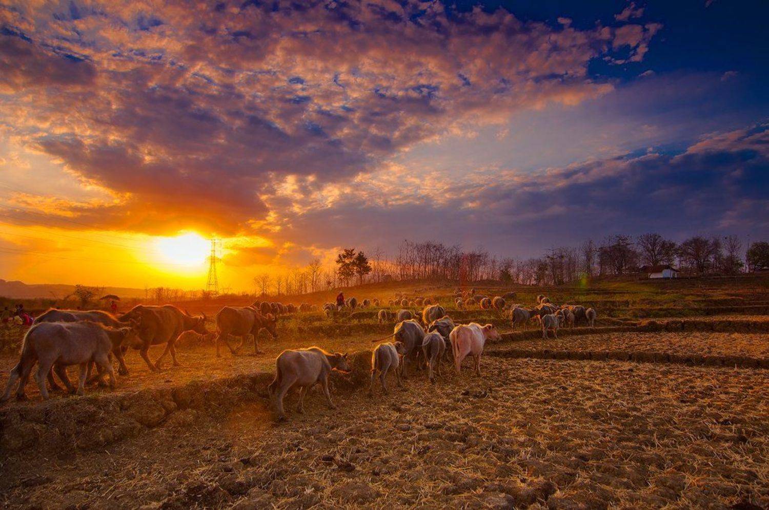 Buffalo, Landsecape, Natural light, Sunset, Beni Arisandi
