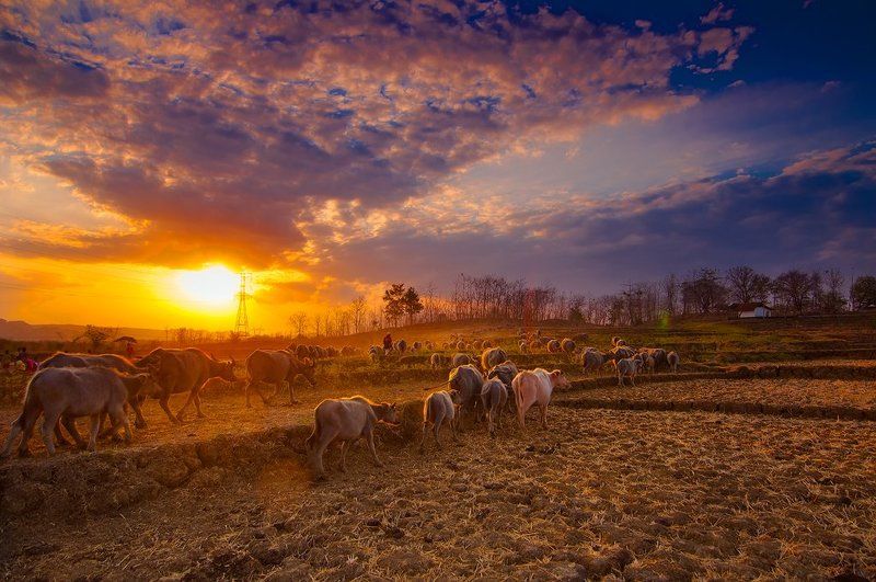 Buffalo, Landsecape, Natural light, Sunset Go Home фото превью