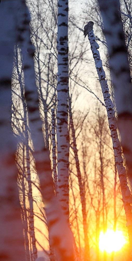 , Шангареев Марс