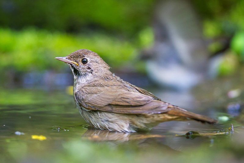 соловей, птицы, водопой, дикая природа, nightingale, birds, wildlife Лесной певец фото превью
