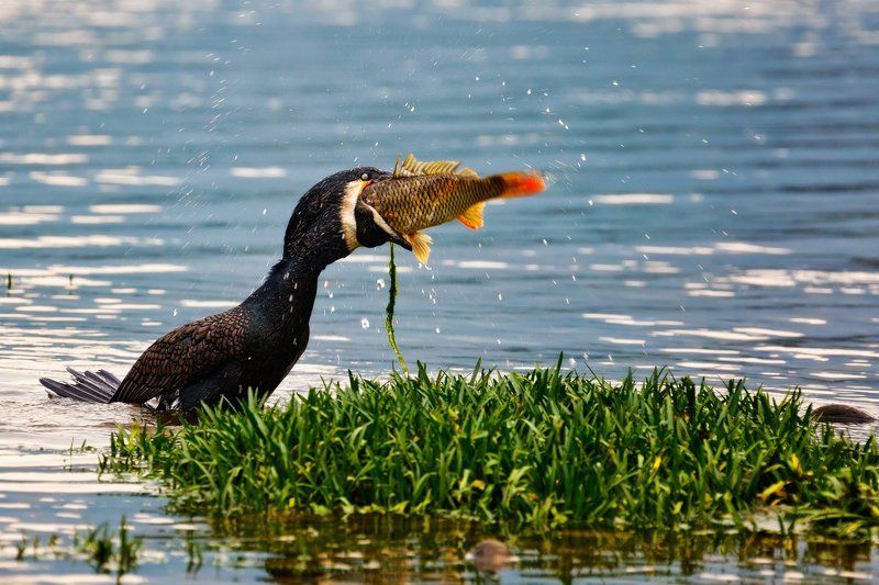 китай, баклан, птица, рыба, рыбалка Удачный улов фото превью