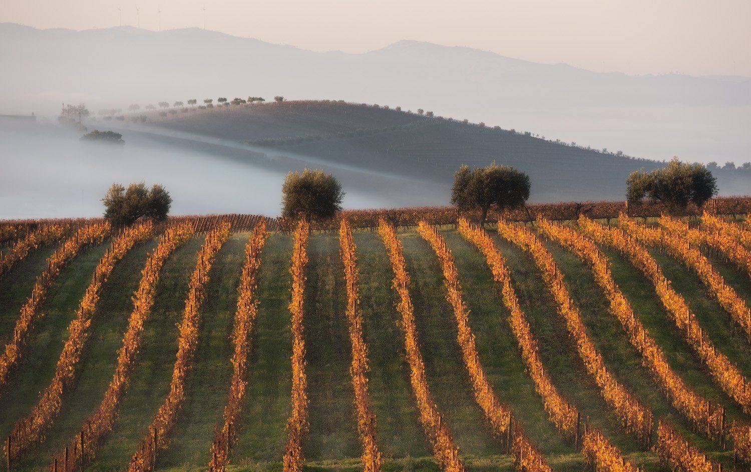 португалия, Андрей Ведерников