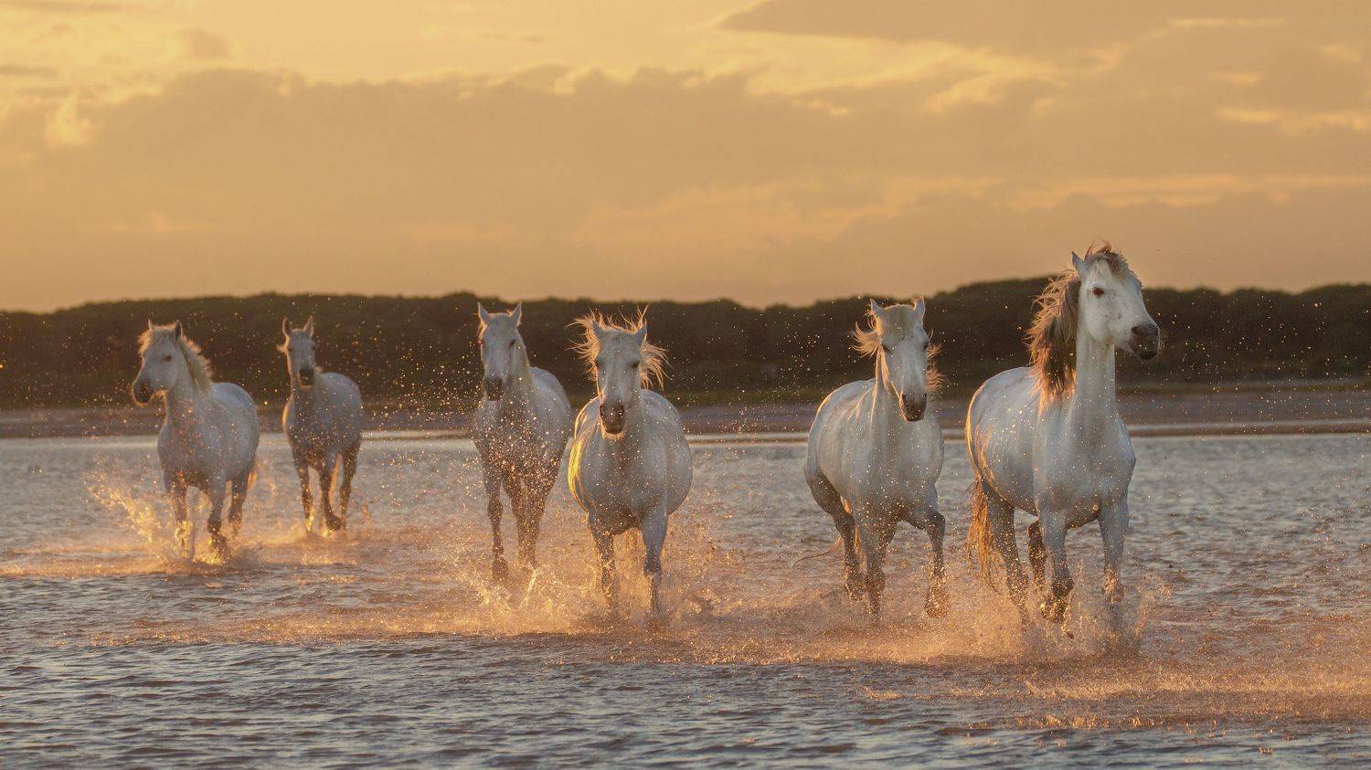 , Jevgenija Sepeliova