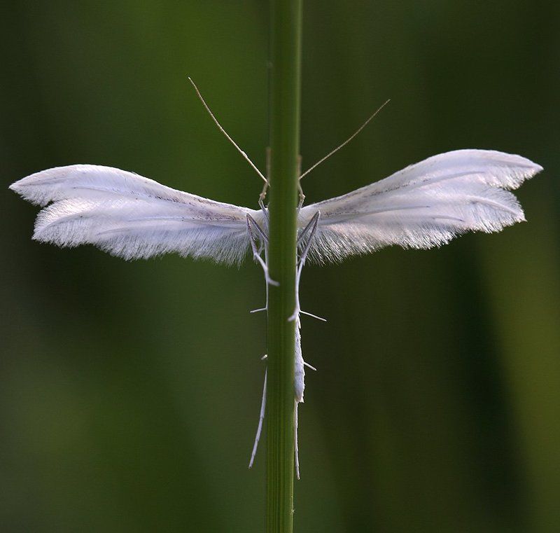 Спряталась фото превью