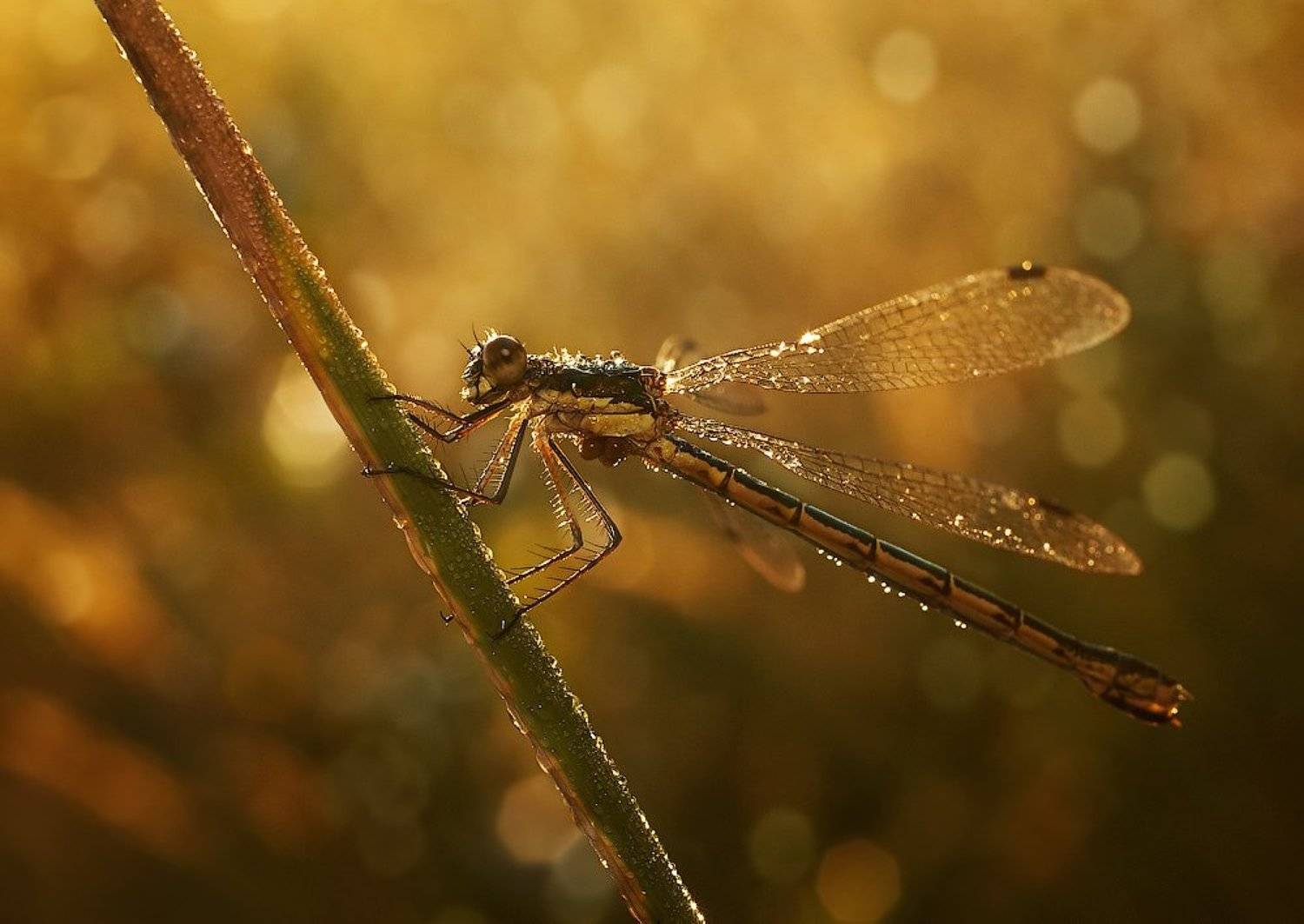 , Ирина Фурашова