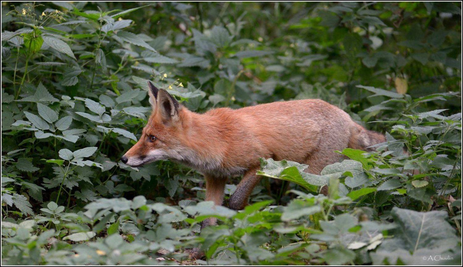 , Александр Чувилин