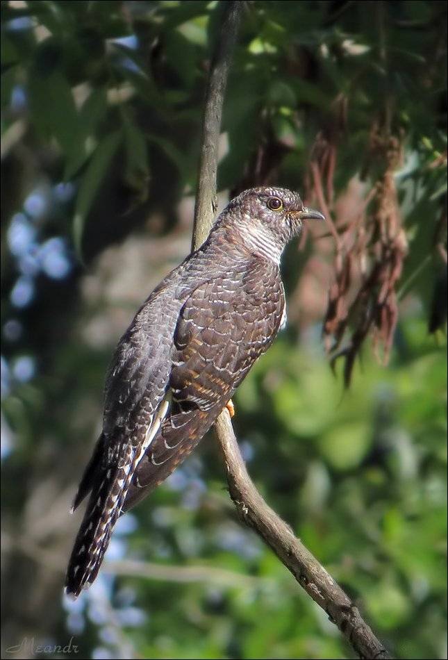 кукушка, Андрей Медведев
