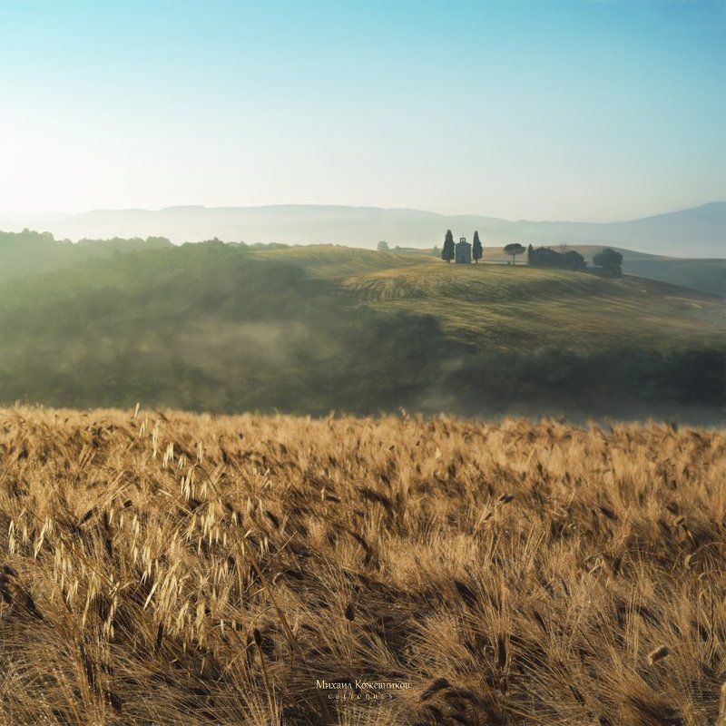 Oats in barley фото превью