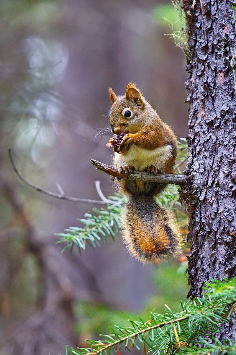 Белка, Дерево, Дикие животные, Животные, Природа, Елена Соловьёва