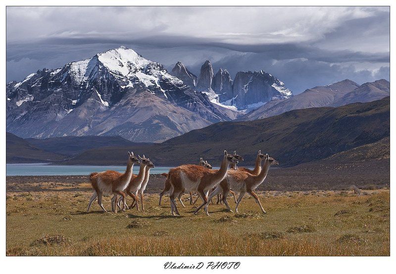 Гуанако, Патагония, Торрес дель пайне, Чили Гуанако в полях Господних. фото превью