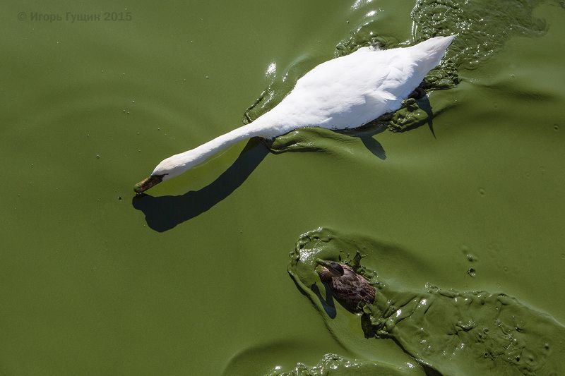 Цветёт Куршский залив фото превью