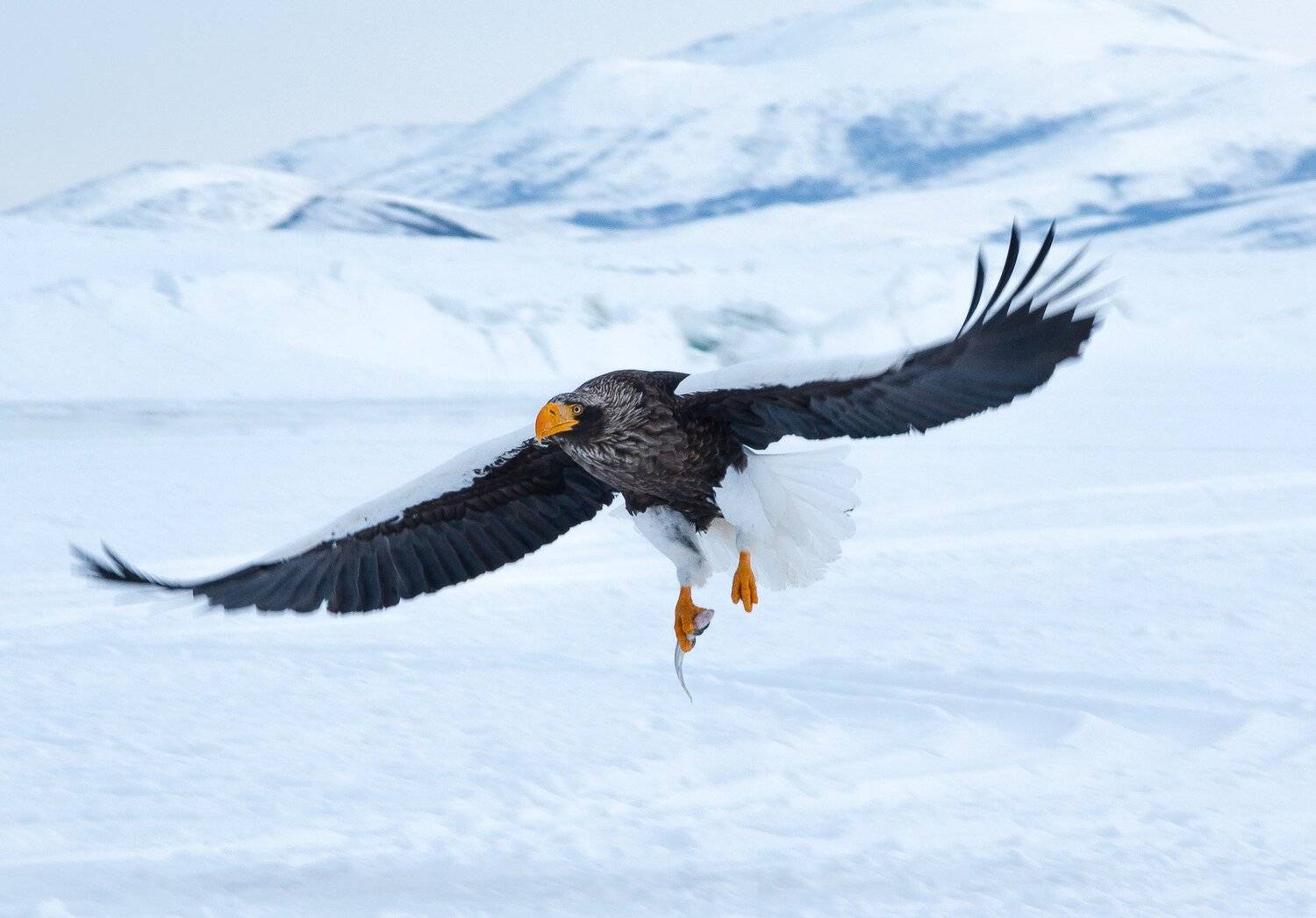 , Андрей Загребельный