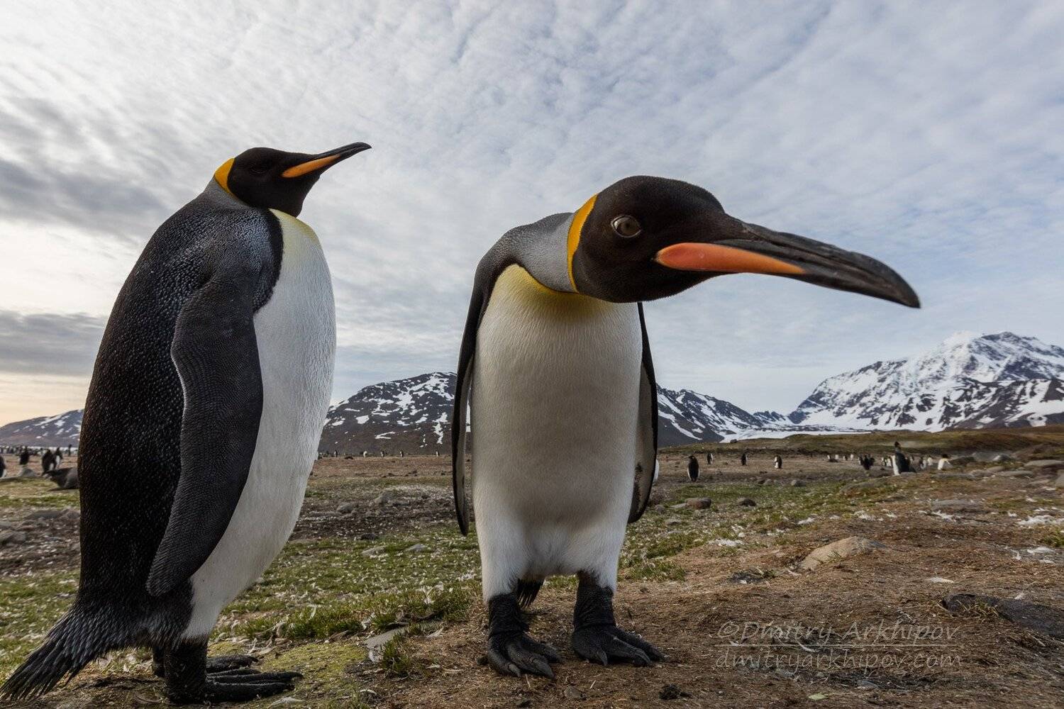 , Дмитрий Архипов