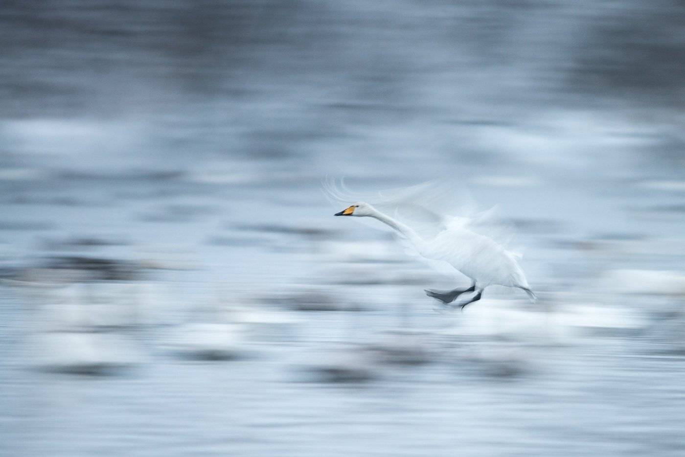 2016, лебедь, озеро, зима, движение, Дмитрий Дубиковский