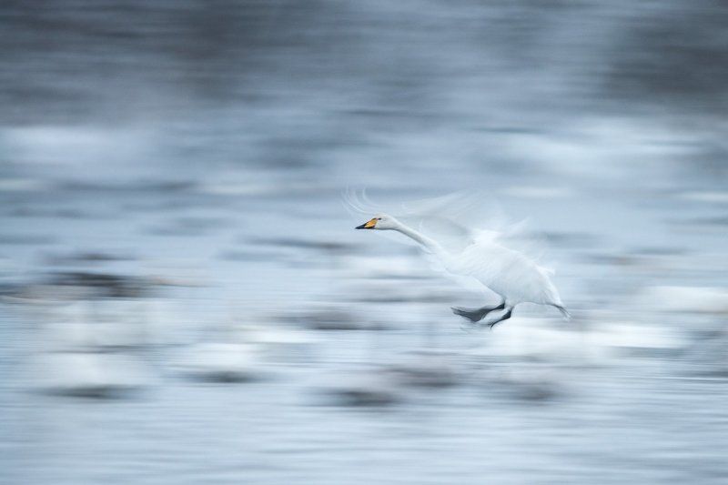 2016, лебедь, озеро, зима, движение Приземление фото превью