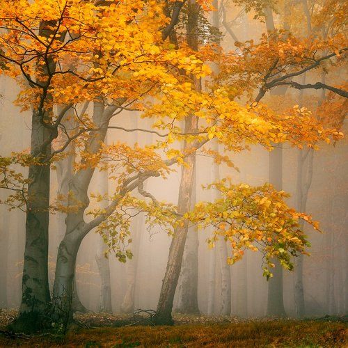 Fairytale forest