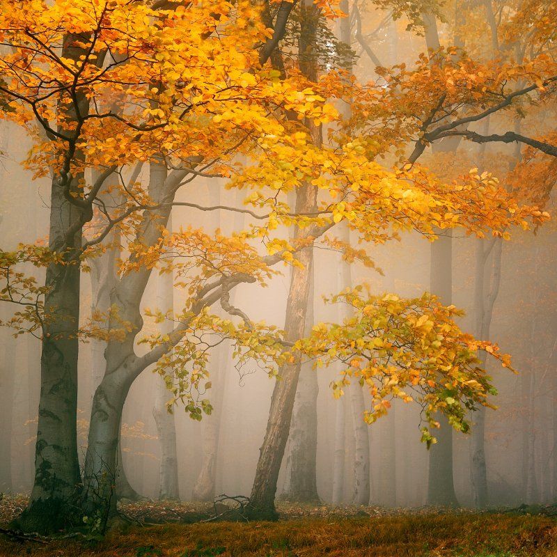 czech republic, ore mountains, autumn, autumn forest, beeches, fog, mist Fairytale forest фото превью
