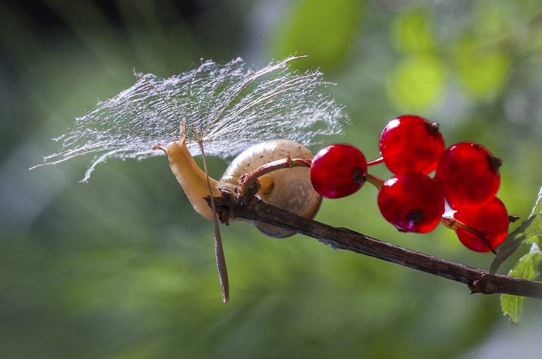 , Анатольевич