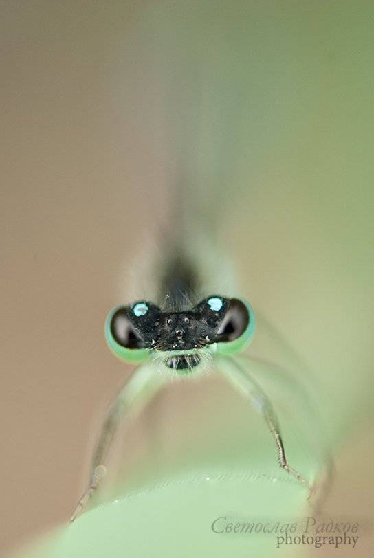 Light, Macro insect, Nature, Svetoslav Radkov