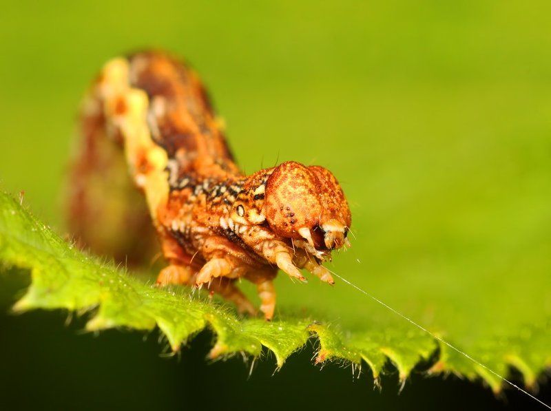 * фото превью