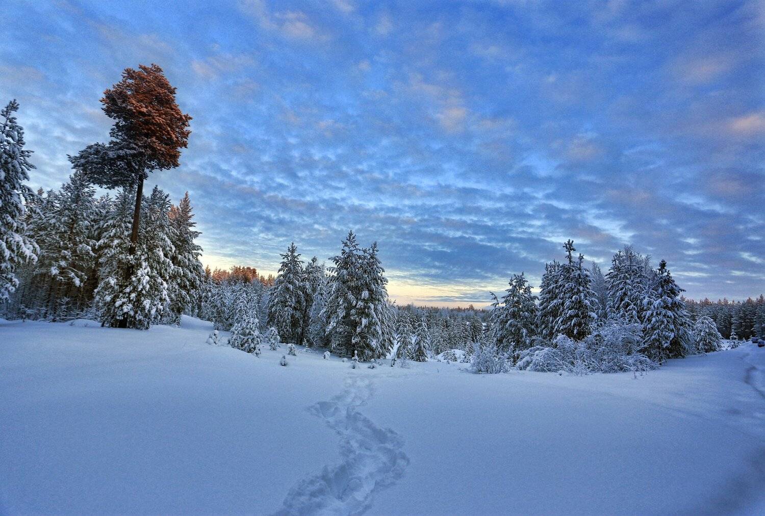 Закат, Небо, Север, Снег, Татьяна