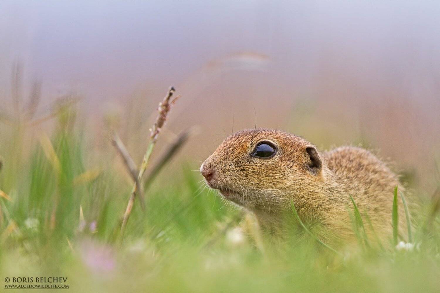 , Борис Белчев