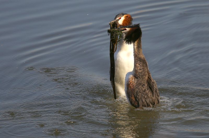 #birds, #fauna, #great crested grebe, #Grebe, #nature, #wildlife, #большая поганка, #брачный ритуал, #природа, #птицы, #фауна Чомга. Брачный ритуал. фото превью