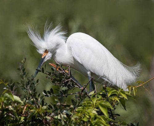 Американская белая цапля - Snowy Egret