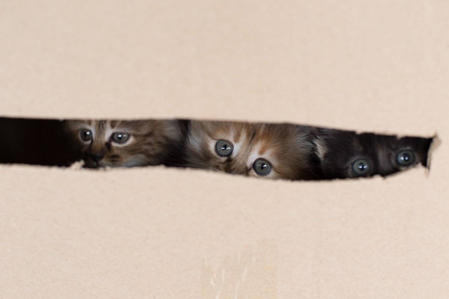 , Галина Кинева