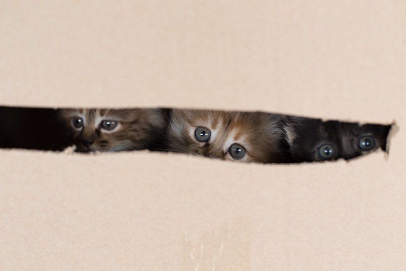 ПРИВЕТ ВАМ ИЗ КОРОБКИ  фото превью