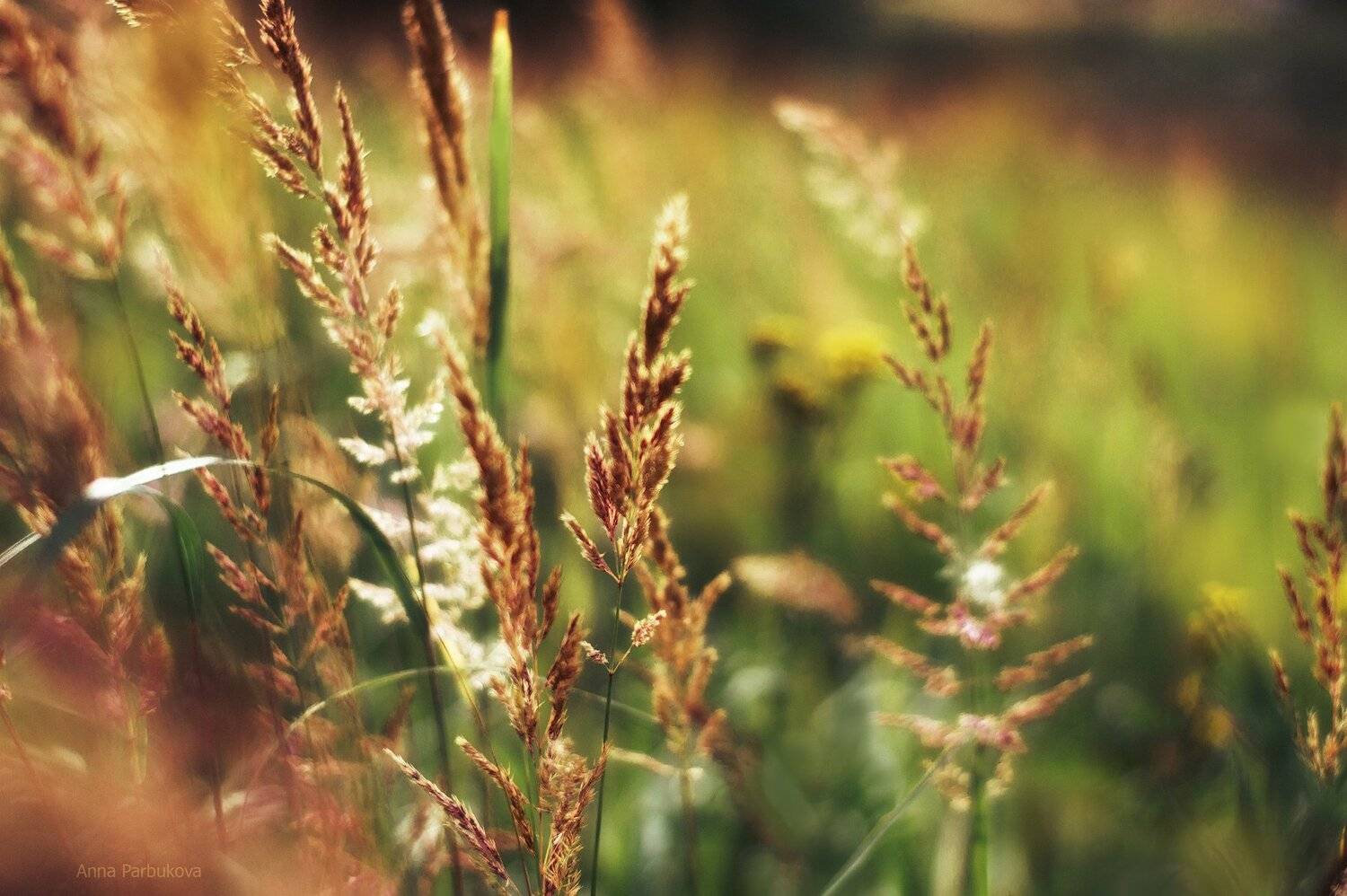 , Парбукова Анна