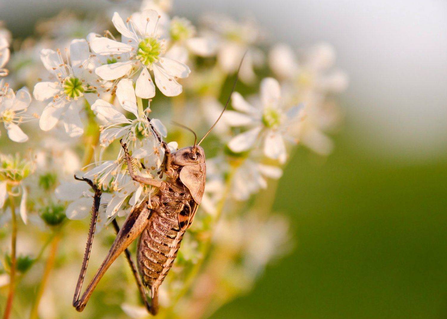 Decticus verrucivorus, Filipendula vulgaris, Белый, Вечер, Закат, Зелёный, Лабазник, Лето, Макро, Насекомое, Серый кузнечик, Таволга, Цветы, Ксения Соварцева