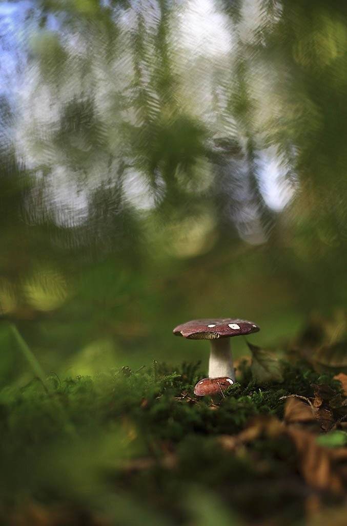 грибы;природа; часть;поганка; на светлом фоне; сырость; осень; биологии;Ботанический; коричневый; макро; передовой линии; разноцветные; Флора; Лесная; зеленая; фон; один;красочно; мох;естественно;на открытом воздухе; красивые;семя, Виктор