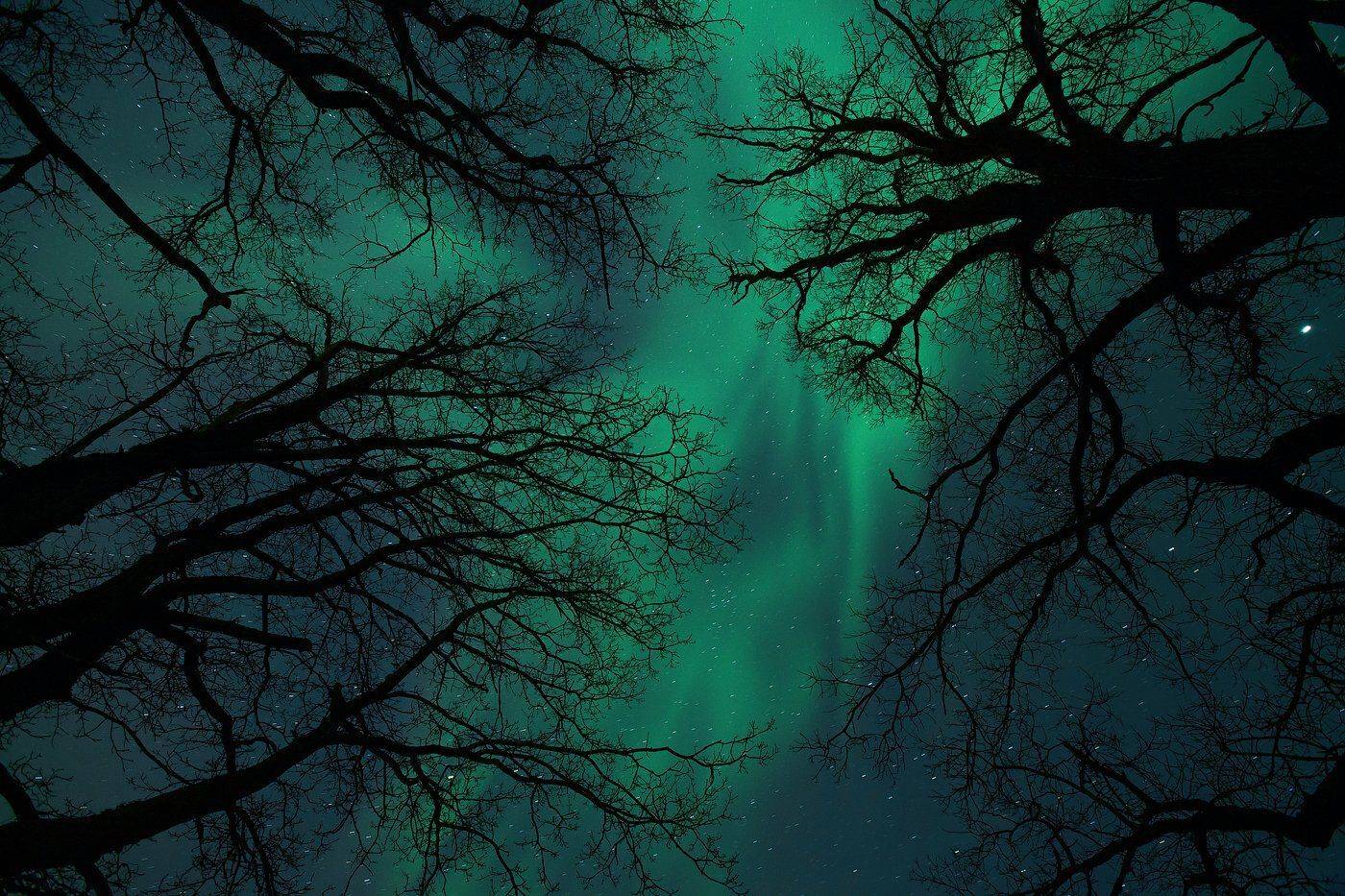 Аврора, Силуэты, Эстония, Kljuchenkow Aleksandr