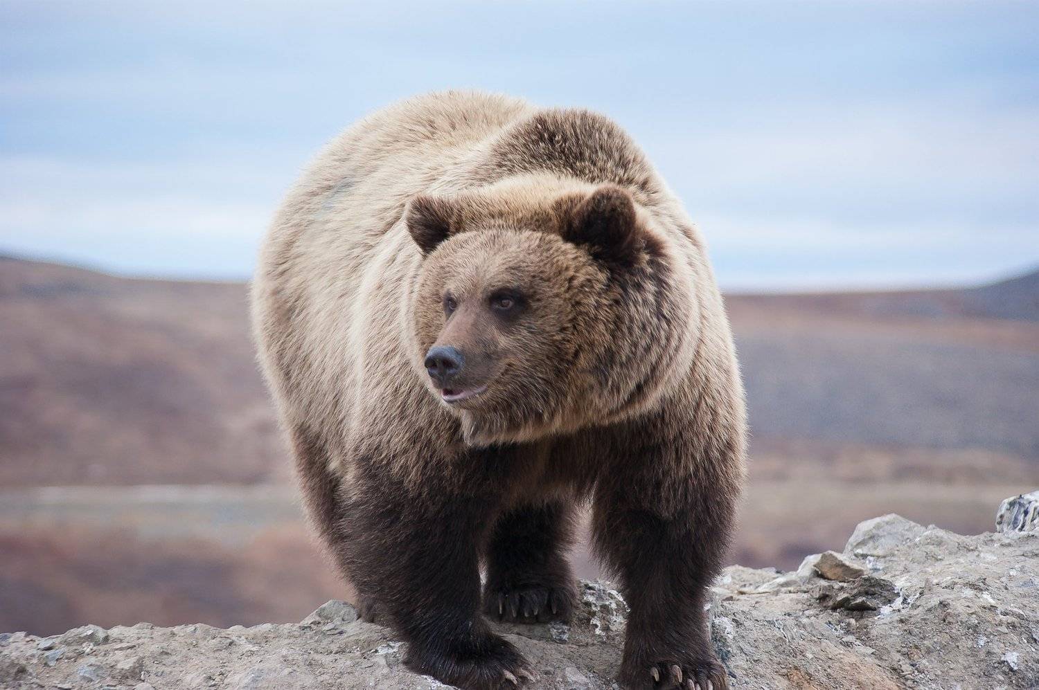 , Андрей Загребельный