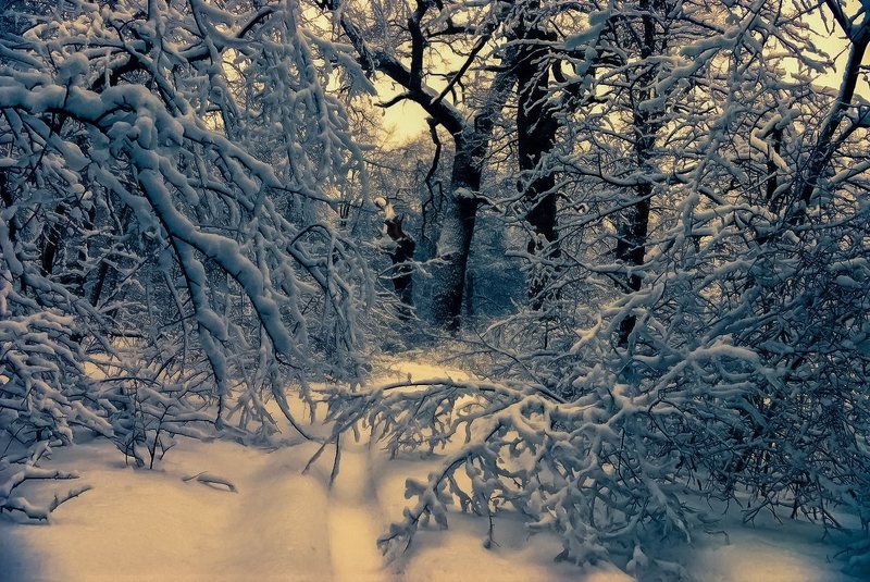 Сказки серебряного леса фото превью