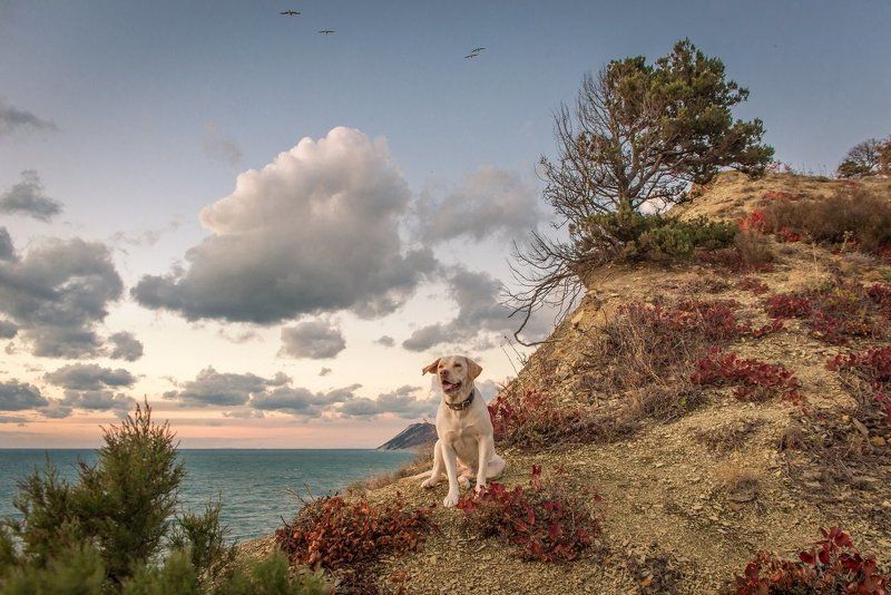Dog, Sea, Большой Утриш, Вспышка, Закат, Лабрадор, Лабрадор Вспышка, Море, Осень, Собака, Утриш лабрадор по кличке Вспышка фото превью