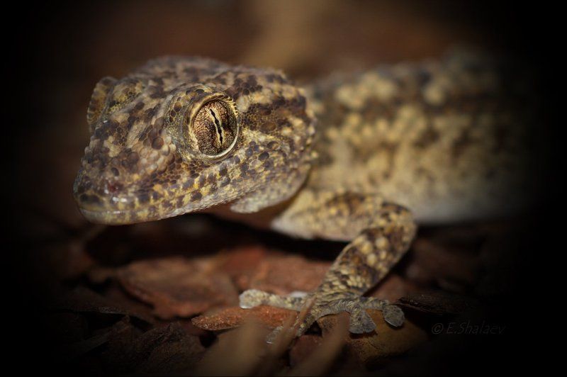 Geckos, Lizards, Paroedura bastardi, Reptilia, Геккон, Геккон земляной Бастарда, Рептилии, Ящерица Живущие в ночи 6 фото превью