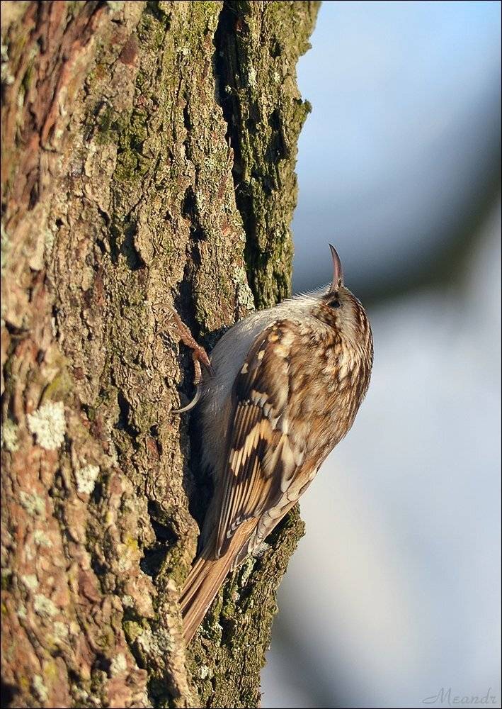 пищуха, Андрей Медведев