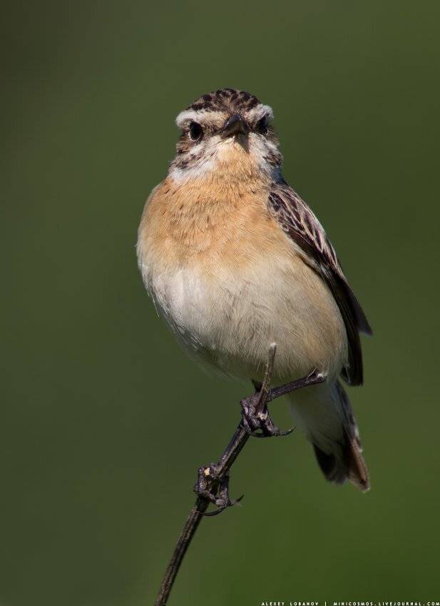 Чекан луговой, Алексей Лобанов