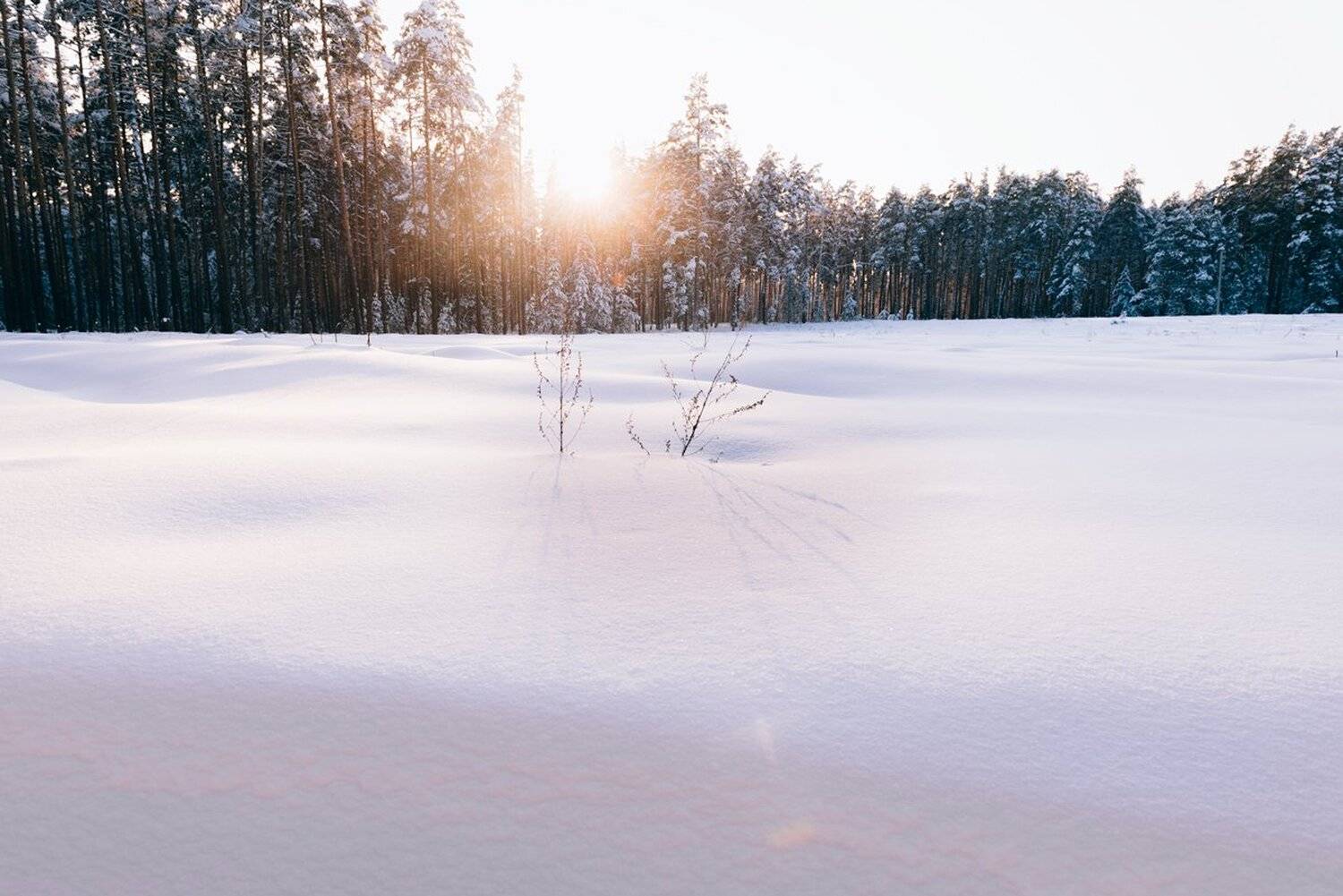 , Сергей Мамцев