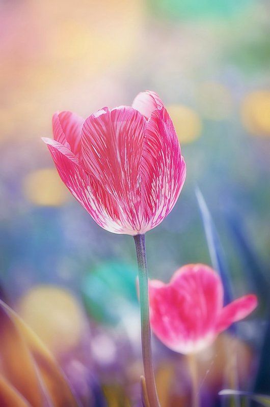 Magic фото превью