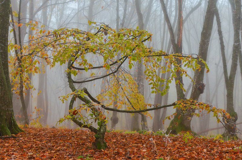 Осенний вальс фото превью