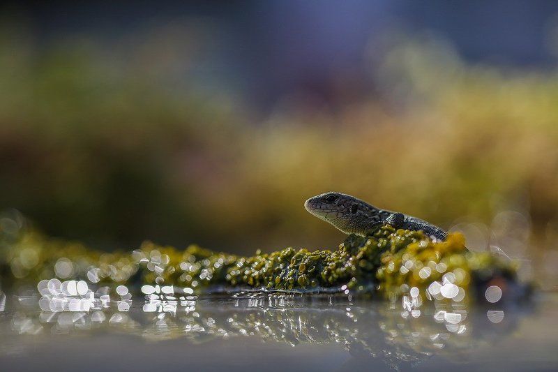 Сон русалки. фото превью