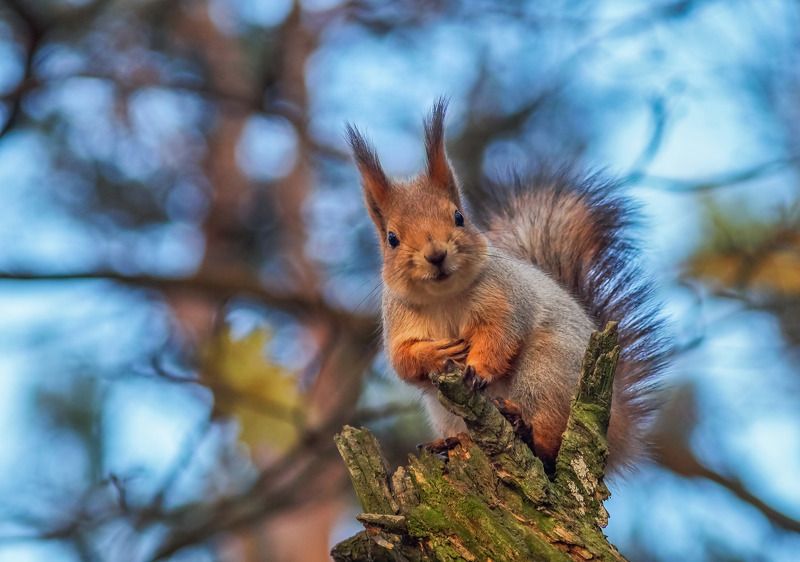 *** фото превью