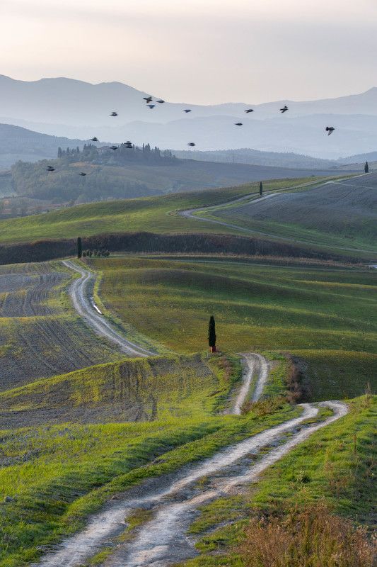 Птицы фото превью